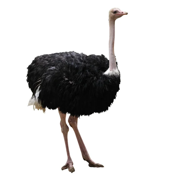 Hermoso avestruz — Foto de Stock