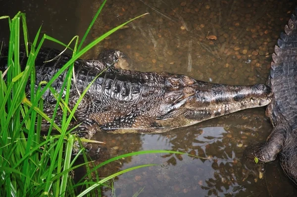 Prachtige krokodil — Stockfoto