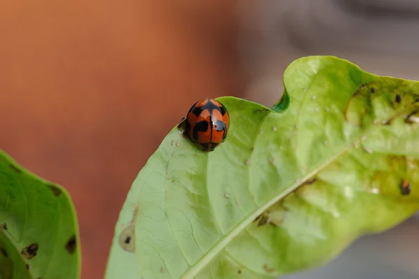 Yeşil yaprak üzerinde oturan uğur böceği. — Stok fotoğraf
