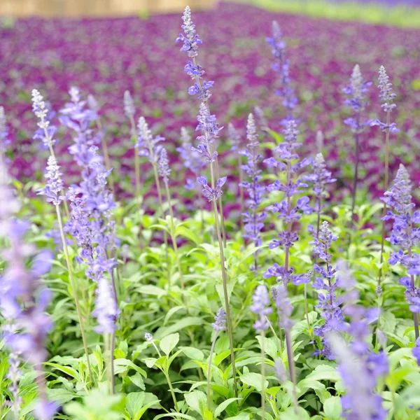 stock image Beautiful Lavender flowers