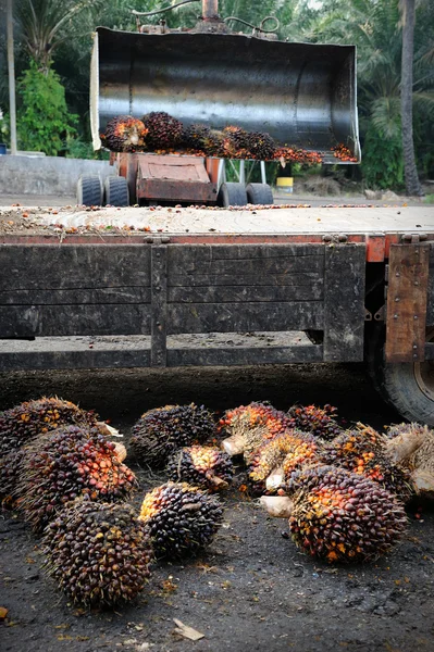 Carregando frutos de óleo de palma — Fotografia de Stock
