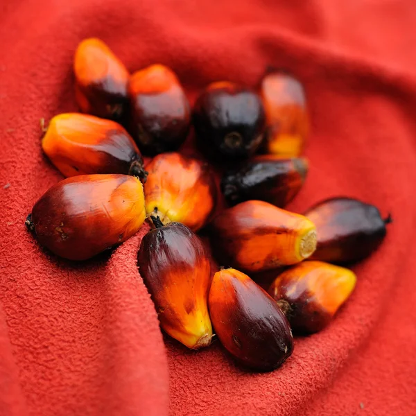 Pálmaolaj gyümölcsök — Stock Fotó