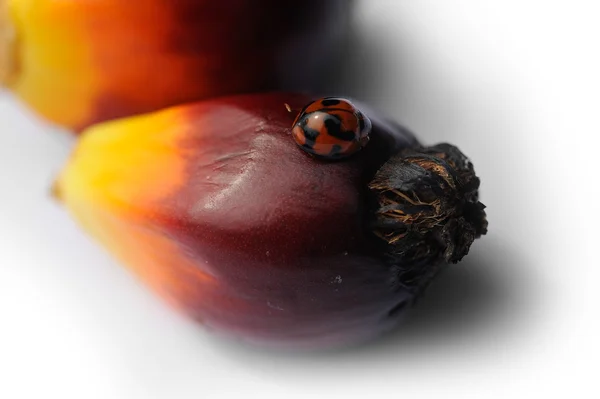 Coccinella seduta su un olio di palma frutta — Foto Stock