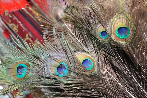 Pióra pawie — Zdjęcie stockowe
