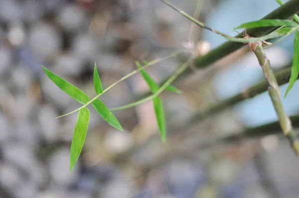 Jardim de bambu — Fotografia de Stock
