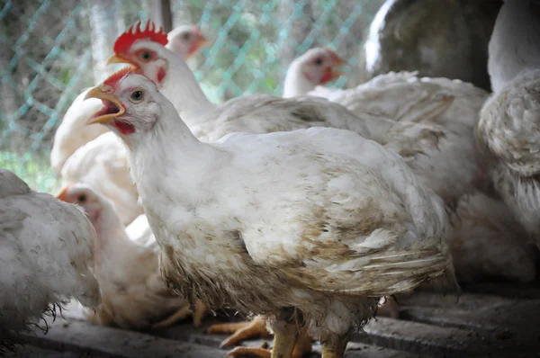 Hodowli kurczaków — Zdjęcie stockowe