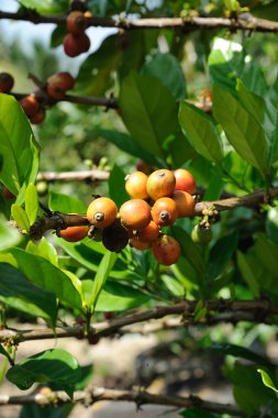 Coffee plantation clipart