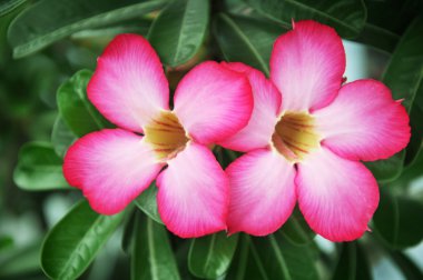 Desert Rose (Adenium) clipart