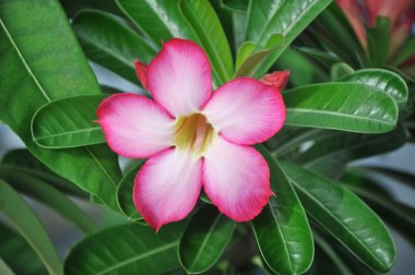 Çöl gülü (Adenium)