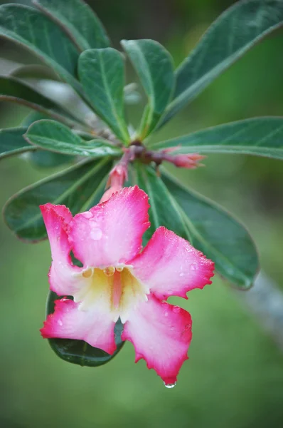 Pouštní růže (Adenium) — Stock fotografie