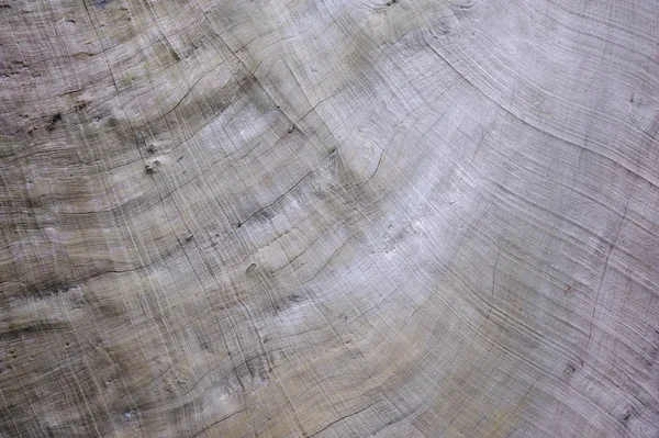 Tropiskt trä texturer — Stockfoto