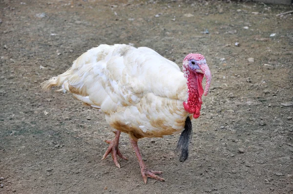 Turquie dans une exploitation avicole . — Photo