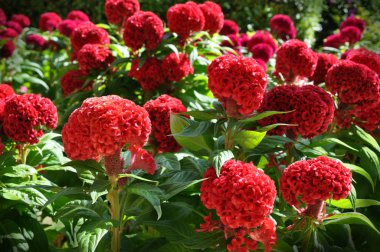 Cockscomb flowers in garden clipart