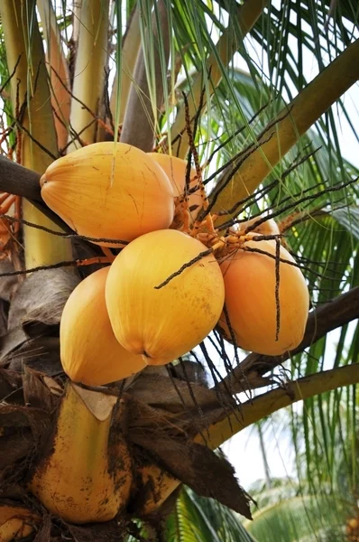 코코넛 나무 — 스톡 사진