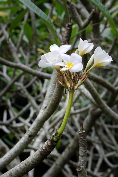 Frangipanis bloemen — Stockfoto