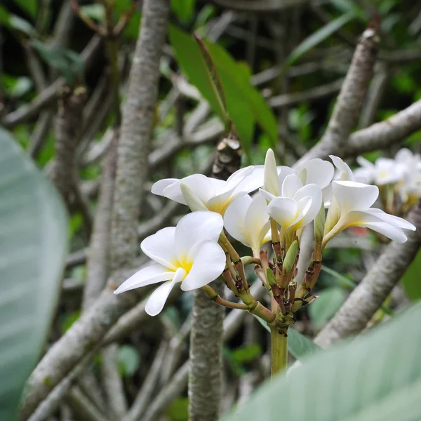 Flores de Frangipanis — Foto de Stock