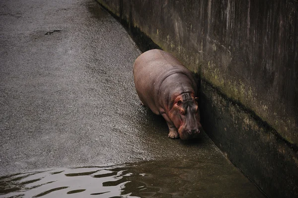 Bela Hipopótamo — Fotografia de Stock