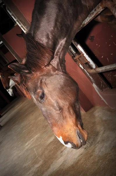 Hermoso caballo marrón —  Fotos de Stock