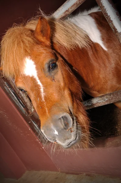 美しい茶色の馬 — ストック写真