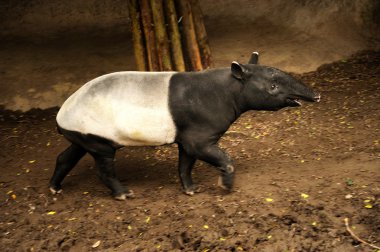 Malayan tapir animal clipart