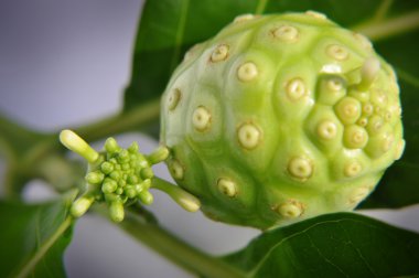 Morinda Citrifolia