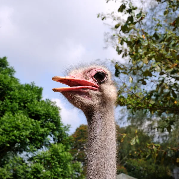 Struisvogel? s hoofd — Stockfoto