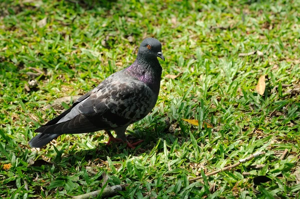 Güzel güvercin — Stok fotoğraf