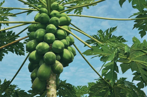 Papaya träd — Stockfoto