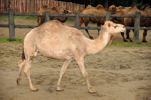 美丽的骆驼 — 图库照片