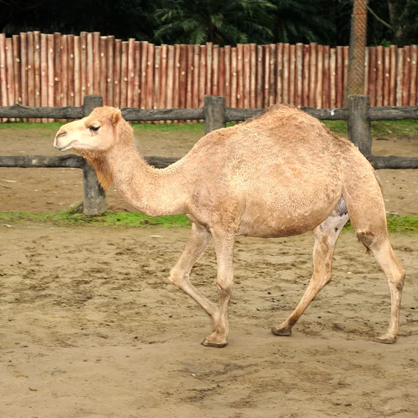 Hermoso camello —  Fotos de Stock