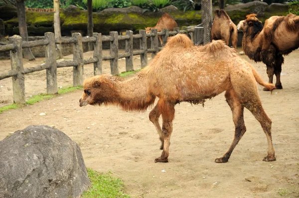 Vackra kamel — Stockfoto