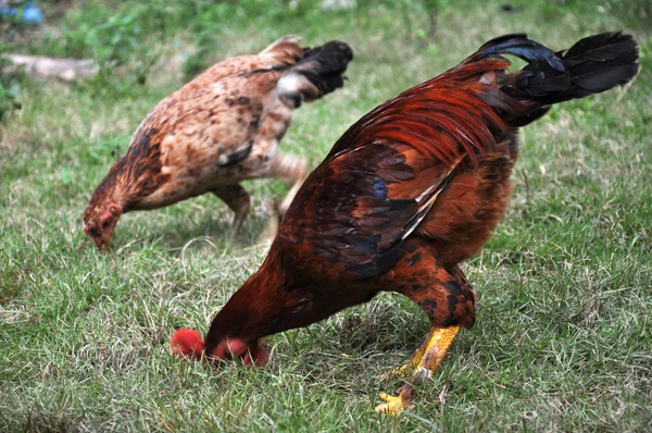 Güzel tavuk — Stok fotoğraf