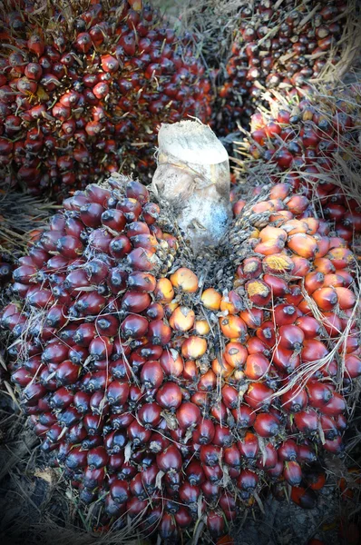 Palmový olej ovoce — Stock fotografie