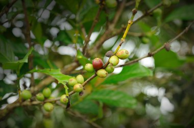 Coffee plantation clipart