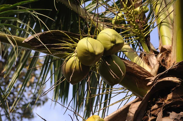 Árbol de coco — Foto de Stock