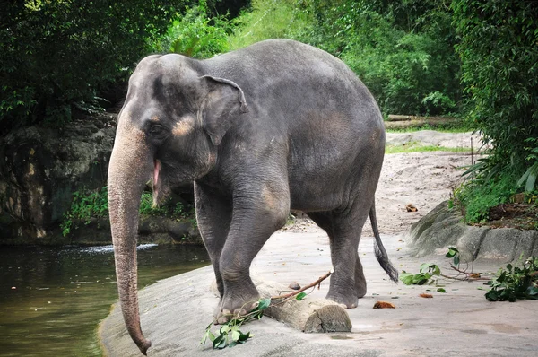 Gajah Asia — Stok Foto