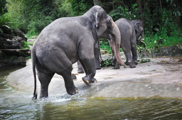 Asiatisk elefant — Stockfoto