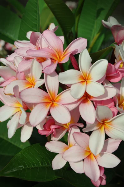 Цветы франгипаниса — стоковое фото