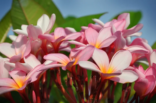 Цветы франгипаниса — стоковое фото