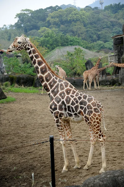 Hermosa jirafa — Foto de Stock