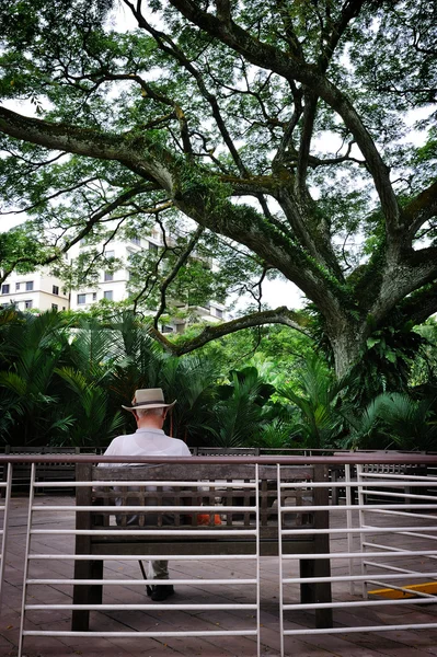 Stary człowiek i stare drzewa — Zdjęcie stockowe