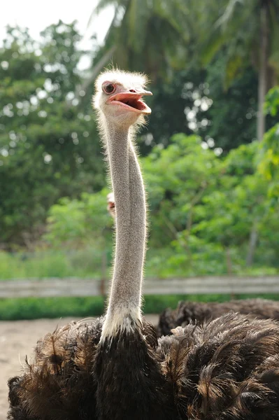 Голова страуса — стоковое фото