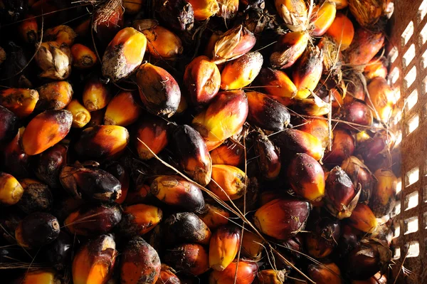 Olej palmowy owoce — Zdjęcie stockowe