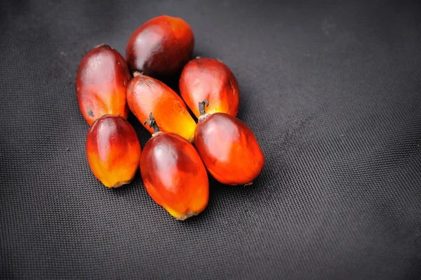 Huile de palme fruits — Photo
