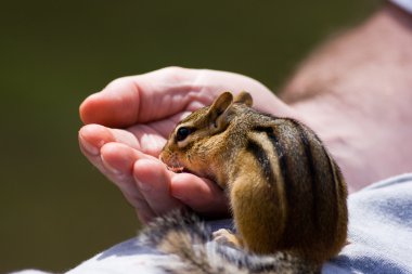 Chipmunk Eats out of Hand clipart