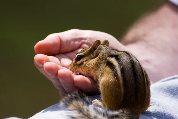 Chipmunk Eats out of Hand Royalty Free Stock Images