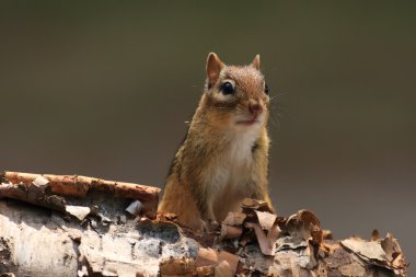 Huş kabuğu üzerinde uyarı chipmunk