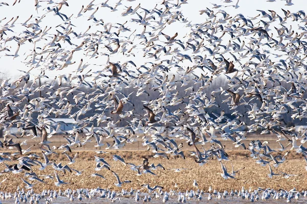 stock image Large Flock of Seagulls