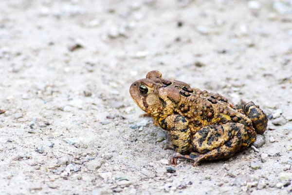 stock image Toad Sitting on Gravel