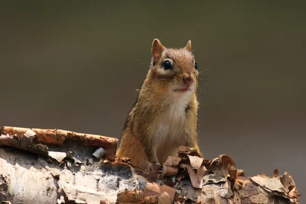 Alert wiewiórka na brzozowej korze — Zdjęcie stockowe